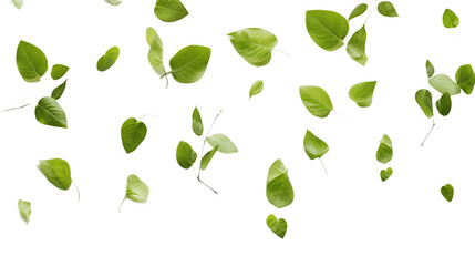 Floating Green Leaves on Transparent Background isolated on transparent background