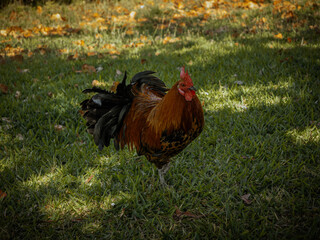 Beautiful Rooster standing on the grass in blurred nature green background.