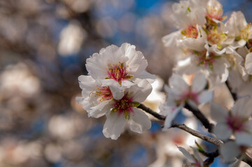 Fototapeta na wymiar Beautiful almond tree with flowers in full bloom in Jerez de la Frontera, Cadiz.