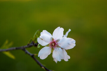 Beautiful blooming almond tree with flowers in full bloom
