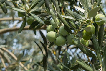 Alter Olivenbaum (Olea europaea) mit Früchten