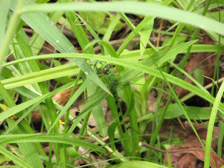 A green dragonfly camouflaged amidst the forest grass