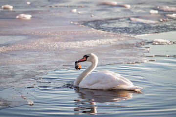 Horizontal color photo of a swan alone in the water with the frozen edges of the pond in the distance.