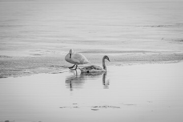A pair of swans on the ice on a frozen pond on a sunny winter day. Swans are a symbol of love