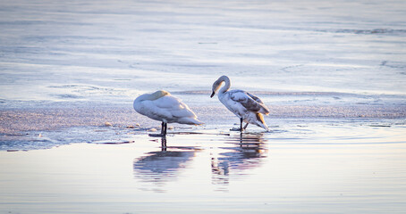 A pair of swans on the ice on a frozen pond on a sunny winter day. Swans are a symbol of love