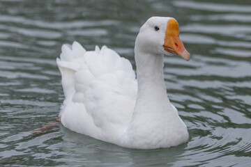 Beautiful White Goose