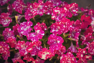 Petunia Night Sky, purple, pink, white, red, violet spotted flowers in a display of mixed petunias Petunia with hybrids.  - obrazy, fototapety, plakaty