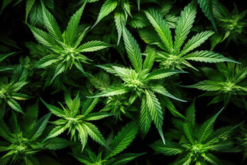 Top view of cannabis or marijuana plants background. Legal farming for production of cbd oil