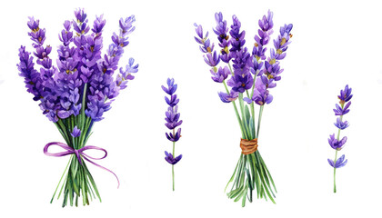 Lavender flowers bouqets collection. Watercolor botanical illustration isolated on white background.