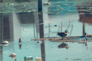 Lago contaminado y animales viviendo 