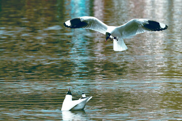Gaviotas de rio en el alto Per&uacute;