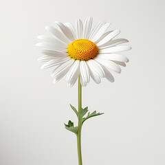 flower of a beautiful daisy, large white petals, seven white petals, yellow stamens, one green stem, two green sheet