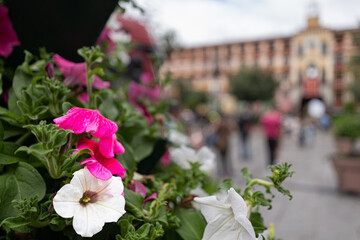 Flowers in the main square of Toledo, Spain.