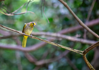 Stripe-throated Bulbul (Pycnonotus finlaysoni) in Southeast Asia