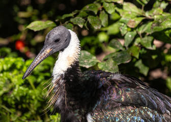 Straw-necked Ibis (Threskiornis spinicollis) in Australia