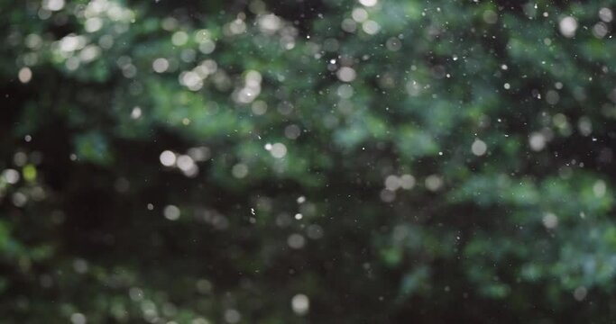 Flying dust polen particles from blooming trees in green forrest, slow motion