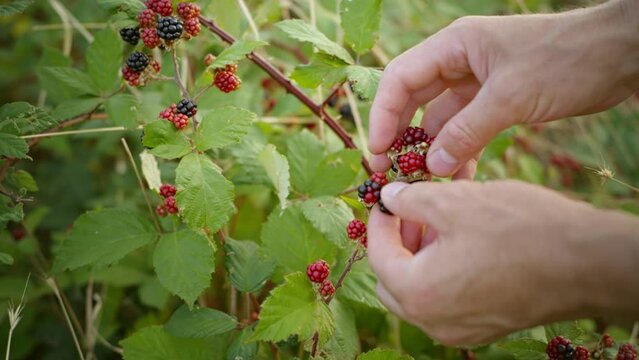 Man picking wild blackberries in the evening in nature. Berries are an excellent addition to the diet of vegetarians. Shot close-up.