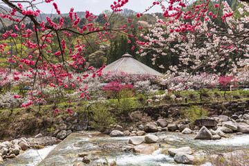 長野県阿智村　花桃の里に咲く満開の花桃
