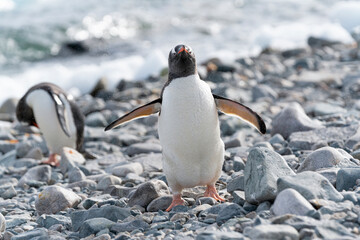 Close up portrait of gentoo penguin  in the snow of Antarctica. 