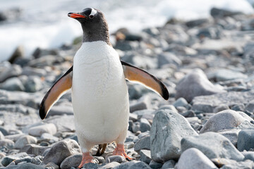 Close up portrait of gentoo penguin  in the snow of Antarctica. 