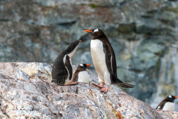 Naklejka premium A mother penguin and her babies on the land in Antarctica