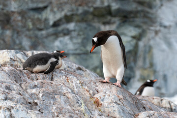Naklejka premium A mother penguin and her babies on the land in Antarctica