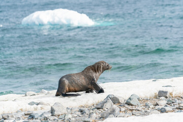 Brown fur seal is walking on a shore in Antarctica. High quality photo
