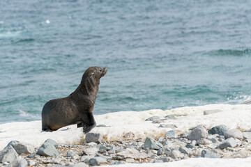 Brown fur seal is walking on a shore in Antarctica. High quality photo