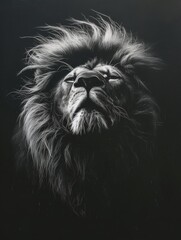 Fine art lion with a black background low key animal africa photo