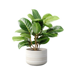 potted plant
