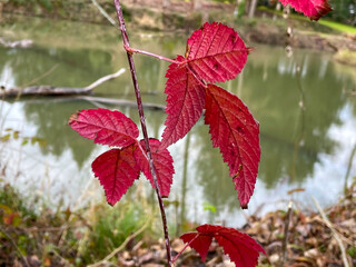 Red Autumn Blackberry Leaf 02