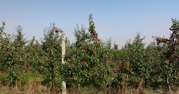 apple orchard with green foliage on the trees and hanging red apples,