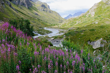 alpine meadow and river in the mountains