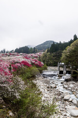 長野県阿智村　花桃の里に咲く満開の花桃
