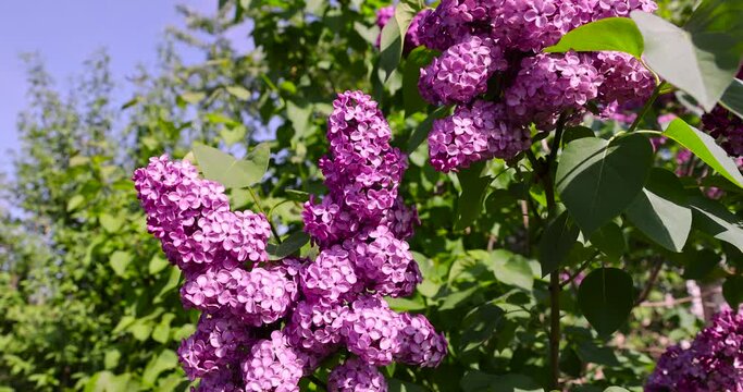 beautiful blooming lilac in spring, lilac flowers in sunny spring weather