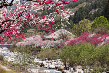 長野県阿智村　花桃の里に咲く満開の花桃

