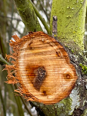 Red Alder Tree Cut 02