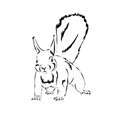 angry squirrel stands and looks