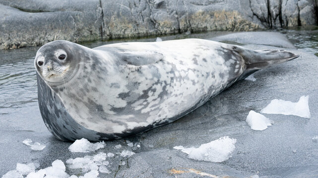 Wedell seal lounging on a rock on the Antarctic Peninsula in Antarctica. 