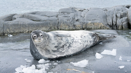 Wedell seal lounging on a rock on the Antarctic Peninsula in Antarctica. 