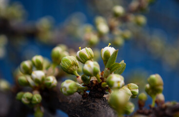 delicate white plum buds on a blue background