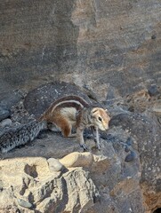 Streifenh&ouml;rnchen Fuerteventura 