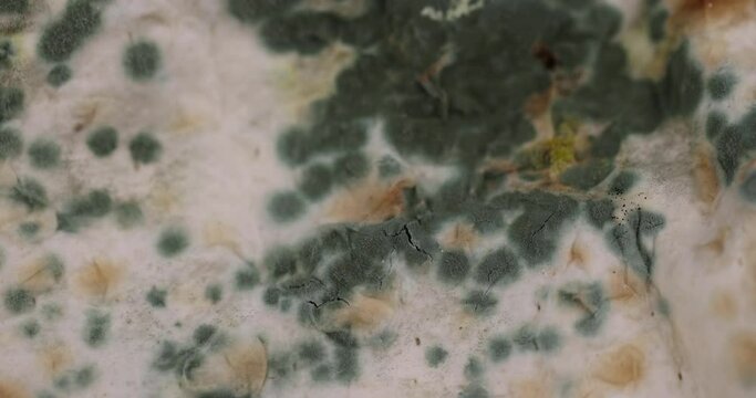 mold-covered spoiled thin wheat pita bread, spoiled food thin pita bread in green mold