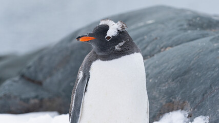 Young Gentoo penguins standing on a snow on the Antarctic Peninsula.