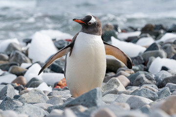 Gentoo penguin colony, on Antarctic Peninsula. Antarctica, polar regions. 