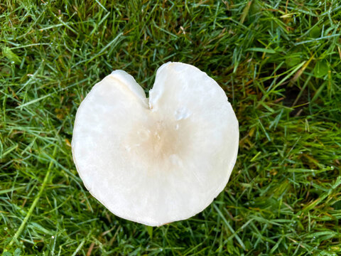 White Dapperling Mushroom 04