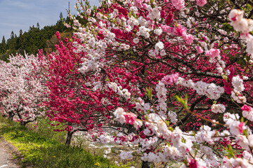 長野県阿智村　花桃の里に咲く満開の花桃
