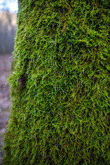 mousse sur la base d'un arbre en forêt