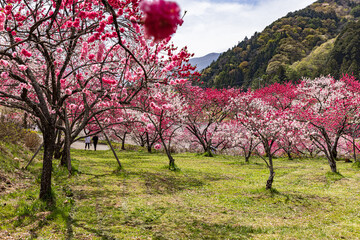 長野県阿智村　花桃の里に咲く満開の花桃
