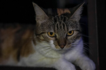 Domestic cat on a dark background. Close-up portrait.